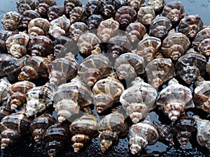 A group of hexaplex trunculus shells on a glass table photo